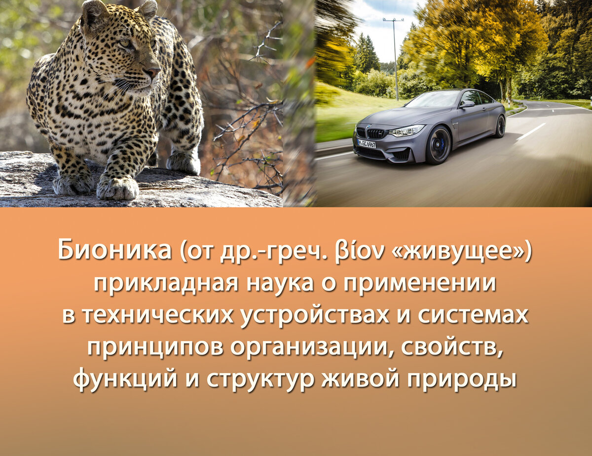 Бионика: изобретения, «запатентованные» природой | Радио Голос надежды |  Дзен