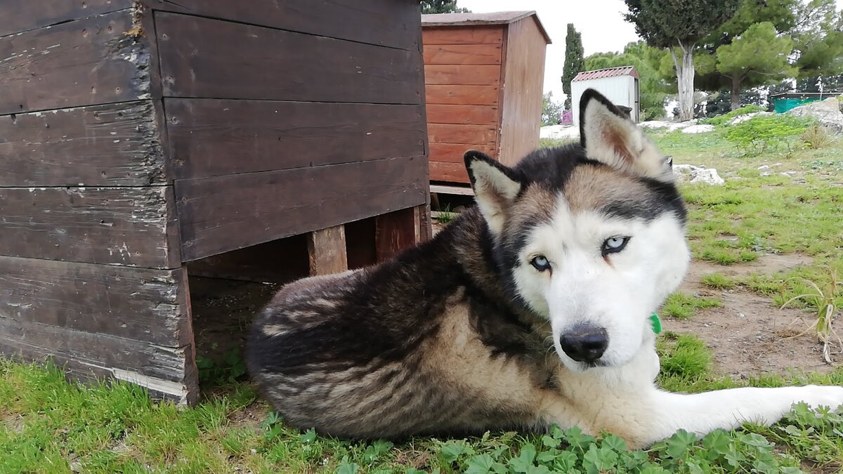 Пока мы не пришли, пёс сидел без имени. А теперь он Хорус — благодаря российским туристам