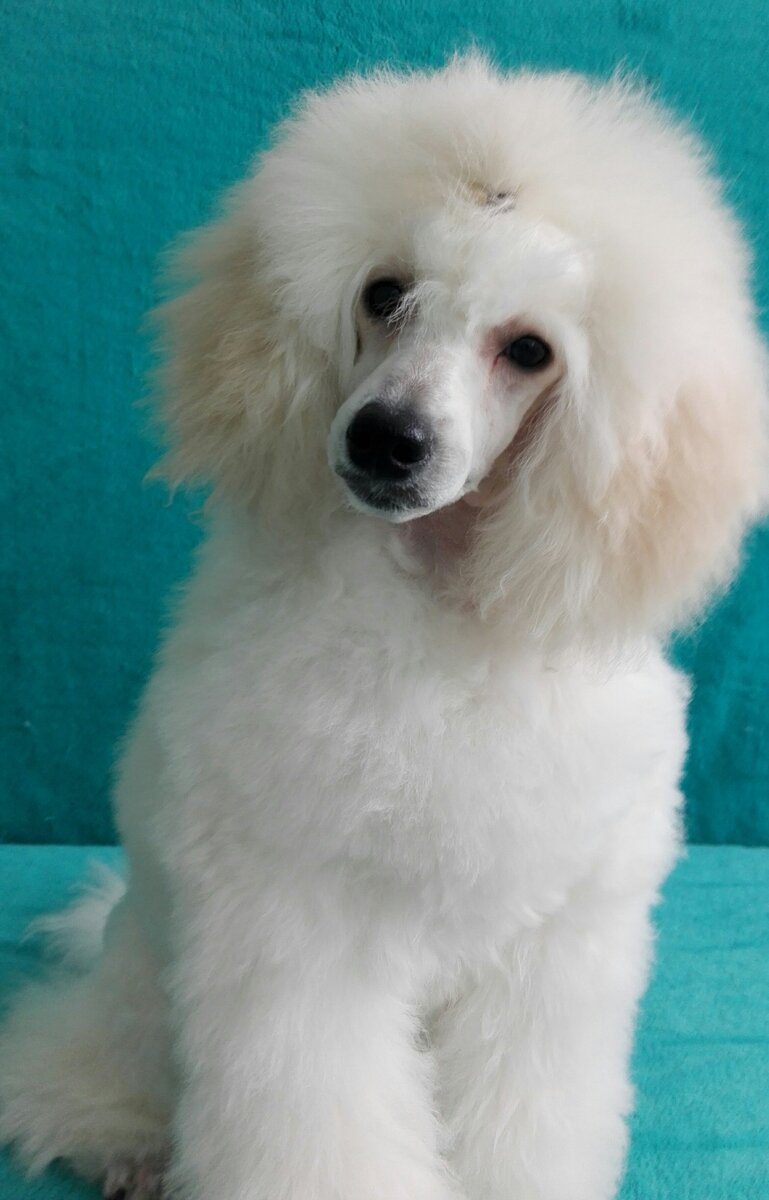  Берноль-классик Багира