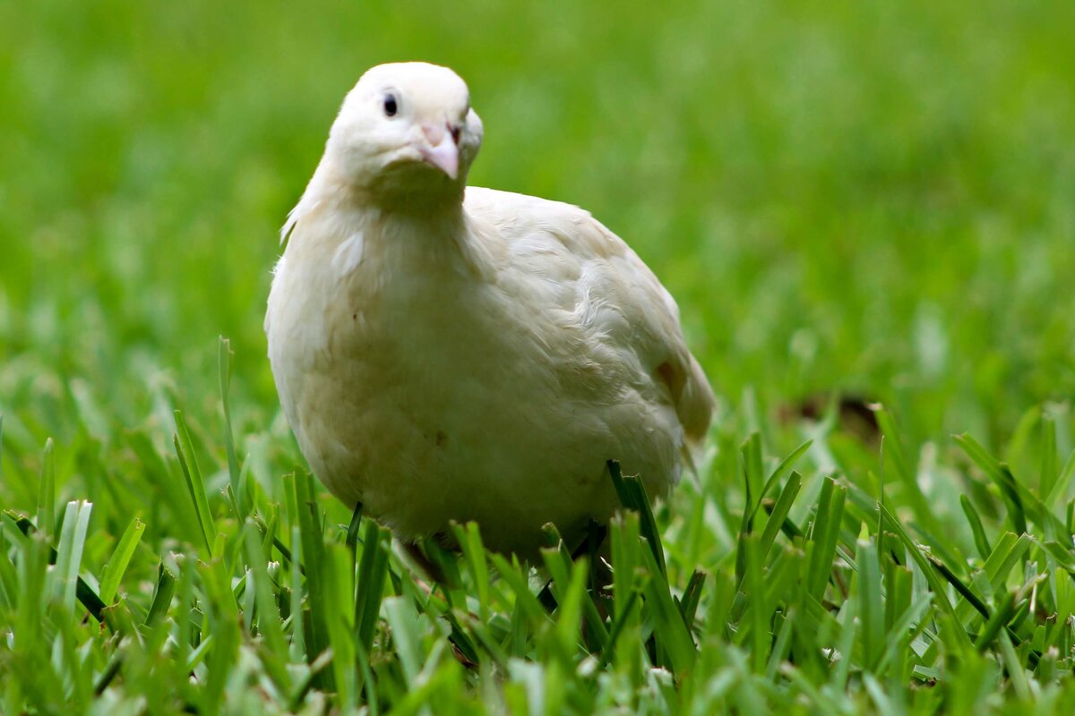 Техасская порода