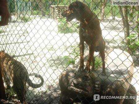 (именно этот тигр и собака)