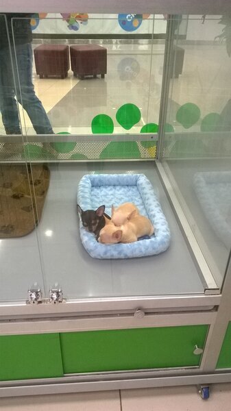 Щенки чихуахуа в зоомагазине