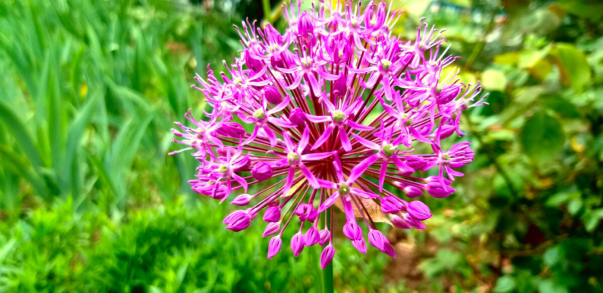    Это красивое луковичное растение называется декоративным чесноком. Оно насчитывает около 500 видов, но одним их самых эффектных является сорт Allium aflatunense «Purple Sensation».