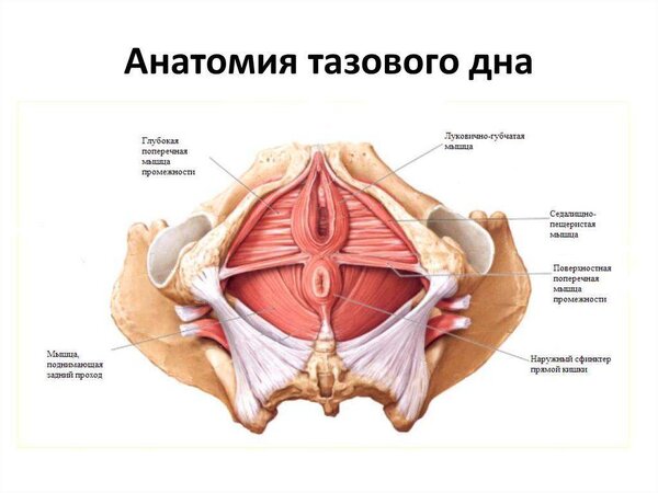 Тренировка мышц промежности мужчин и еще раз о упражнениях Кегеля.