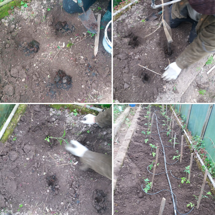 Высадка рассады томатов в теплицу