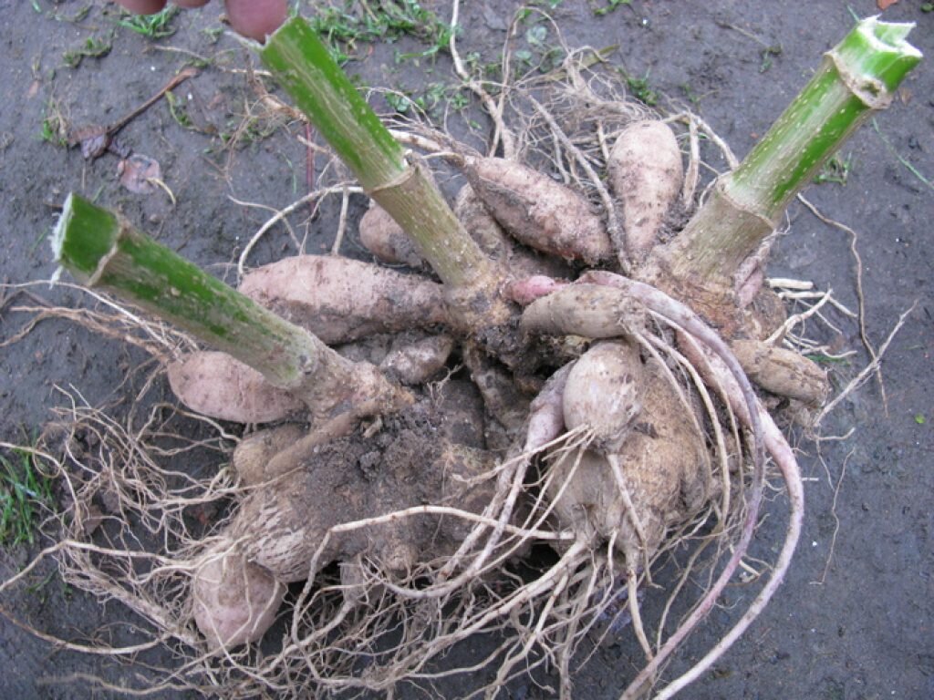 фото из интернета