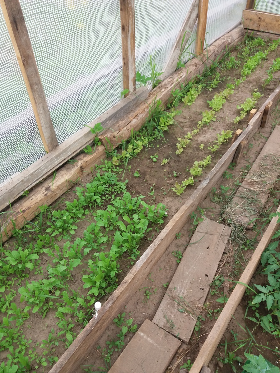 салат руккола и простой салат.