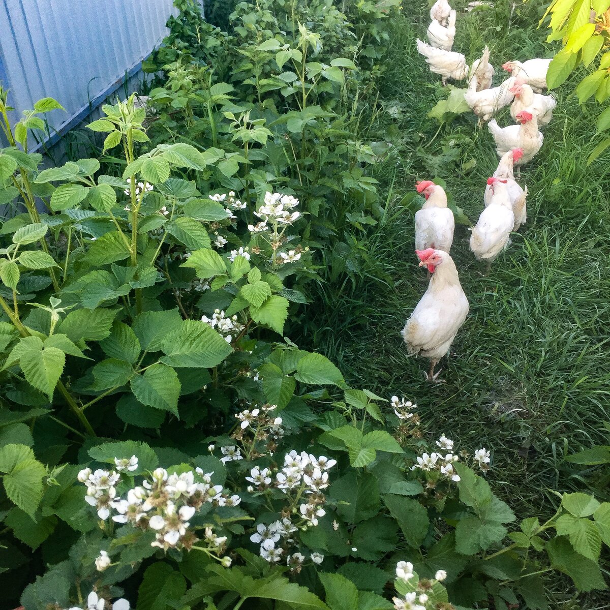 Посмотрите, как изменилось оперение. Гребни покраснели, взгляд дерзкий, стали избивать бройлеров, и нам их пришлось отсадить.