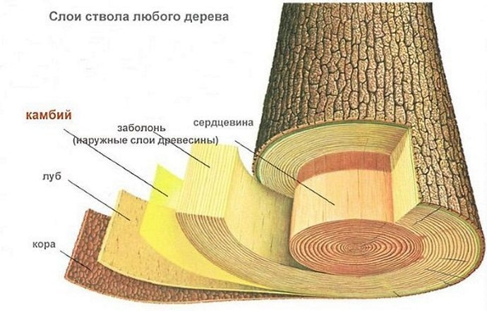 4 камбий в стебле