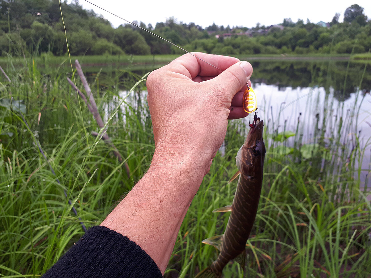 Щукарь чуть покрупнее на ту же вертушку