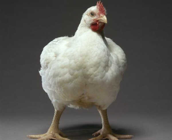 Фото Яндекс