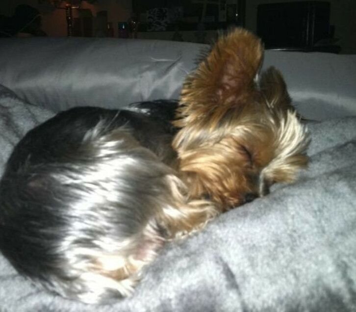 Бедный Йорик такой милый! Когда спит зубами к стенке. https://i.pinimg.com/originals/12/2d/36/122d364f71958ebdc12ff10dbf88070d.jpg