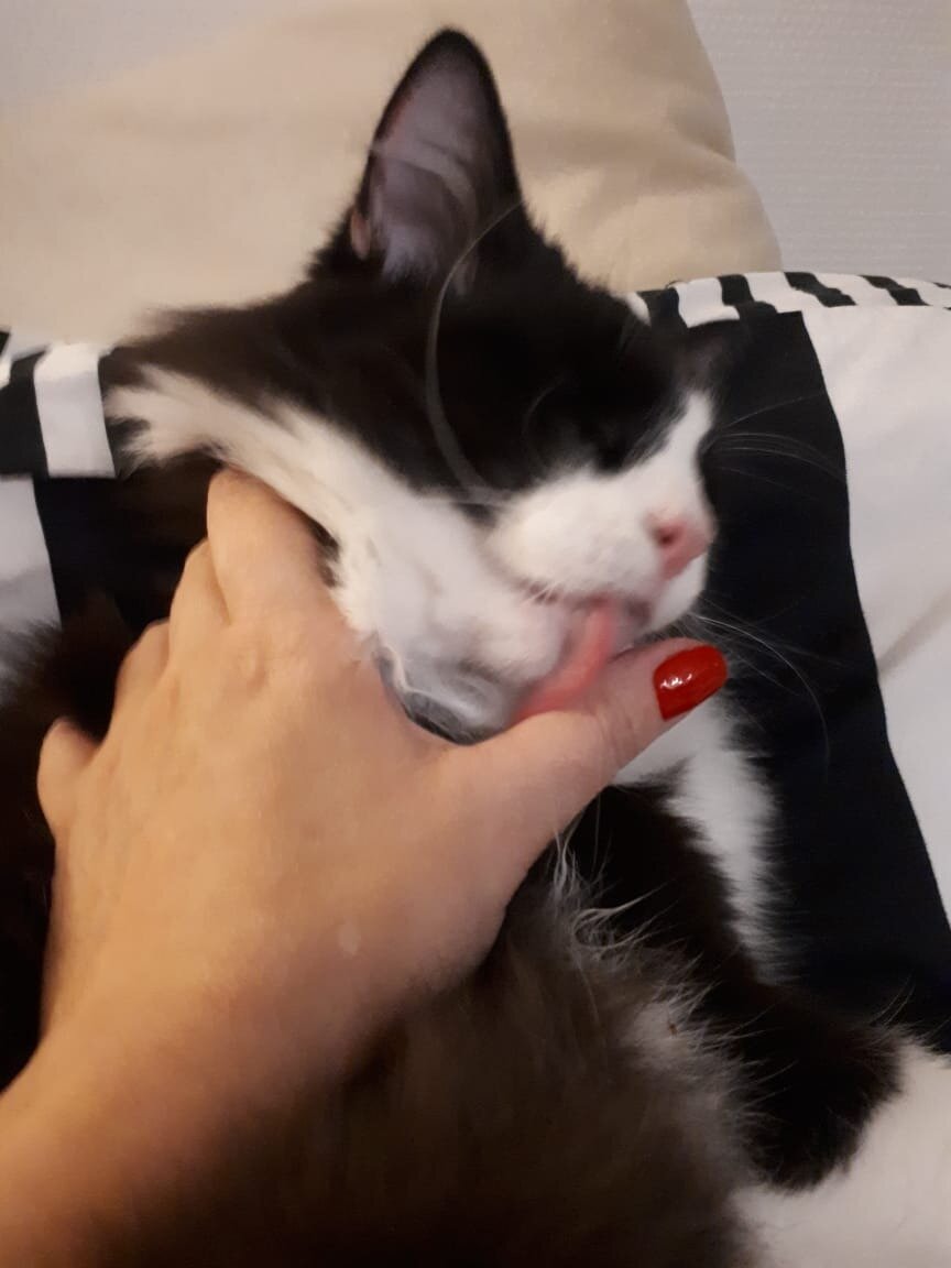 Котик Рэй, который уехал из приюта домой 13 мая 2019 года, таким вот образом выражает любовь и благодарность своей хозяйке!