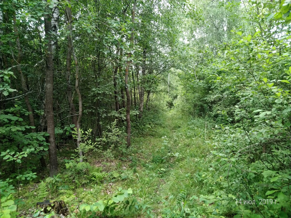 Лесная тропинка ,ведущая к грибным заветным местам. 