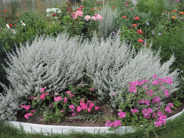 Белый и серебристый цвет в саду