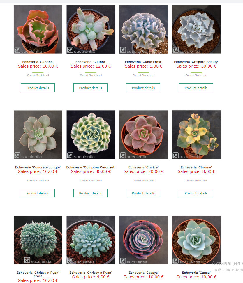 Коллекционные испанские эхеверии suculentia-plant.com 