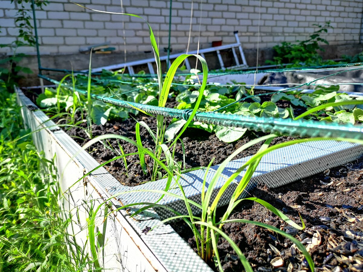 лемонограсс