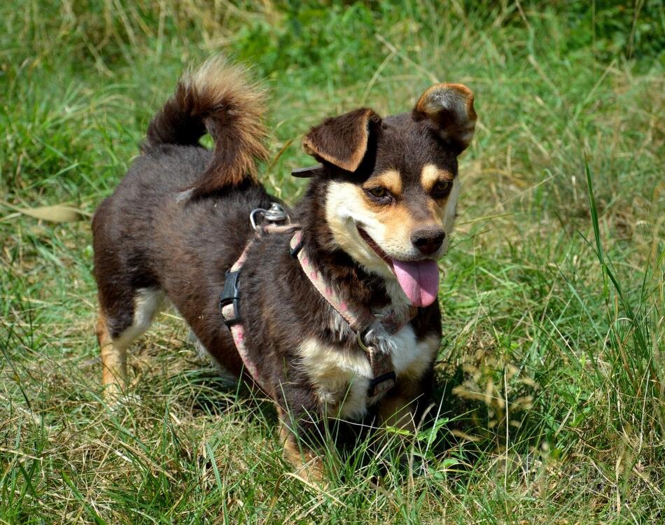 Доброта к животным. Доброта картинки. Доброта сейчас на домашнем. Доброта сейчас на домашнем. Доброта сейчас на домашнем.