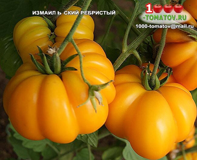 Томат ИЗМАИЛЬСКИЙ РЕБРИСТЫЙ