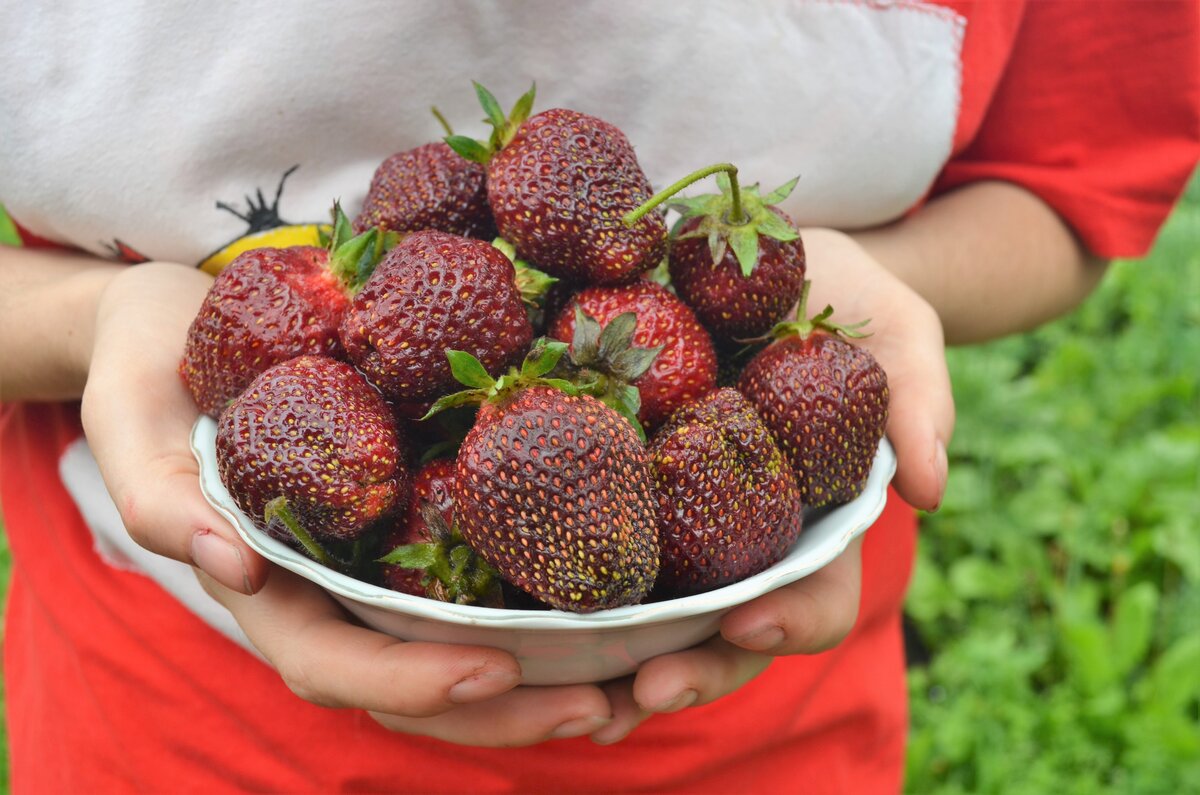 На фото сорт Фейерверк