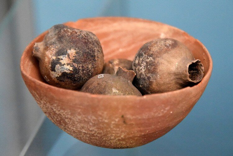 Растительные остатки в чаше. Новое Царство