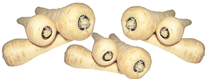 Корнеплод пастернак