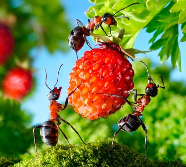 Зловредные букашки