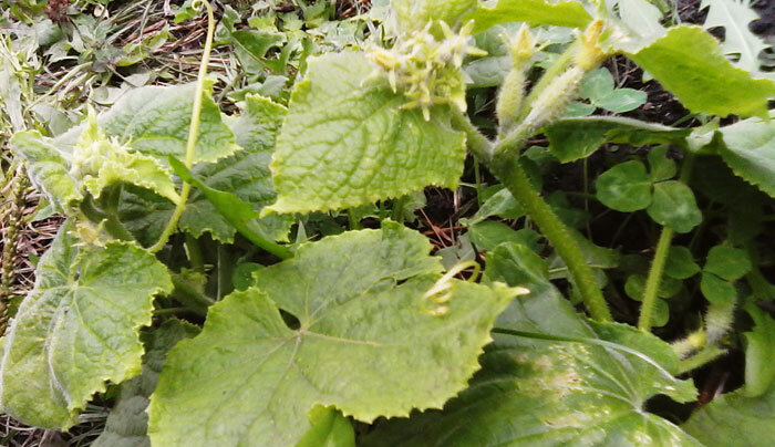 Фото автора: Вот он, экспериментальный огурец