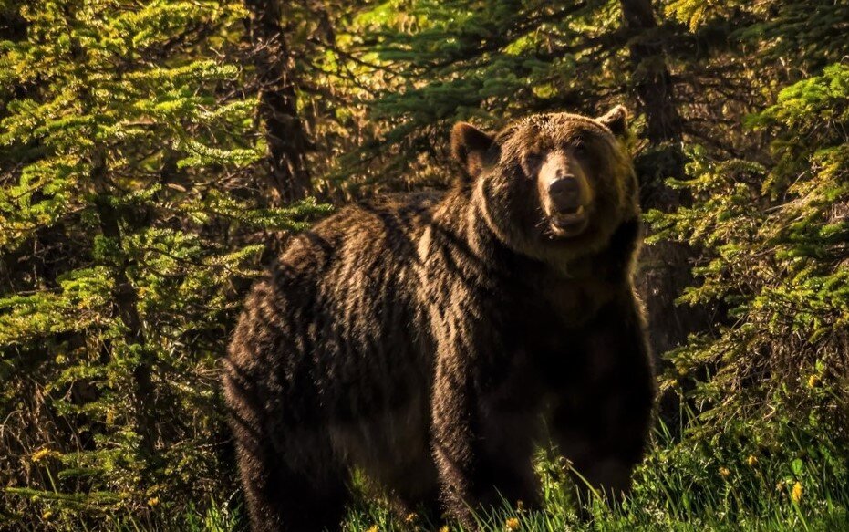  Фото из свободного доступа "Яндекс-картинки"  - медведь