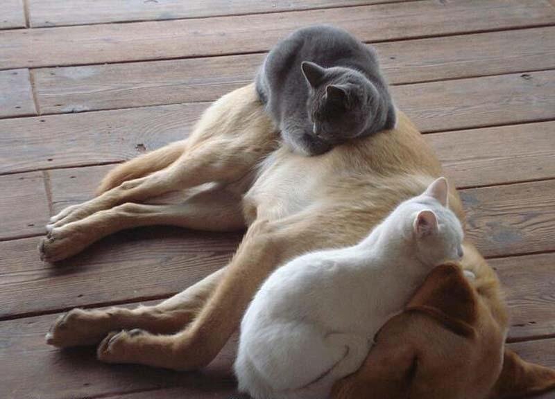 Мягко и тепло. А зачем ещё котам нужны собаки?