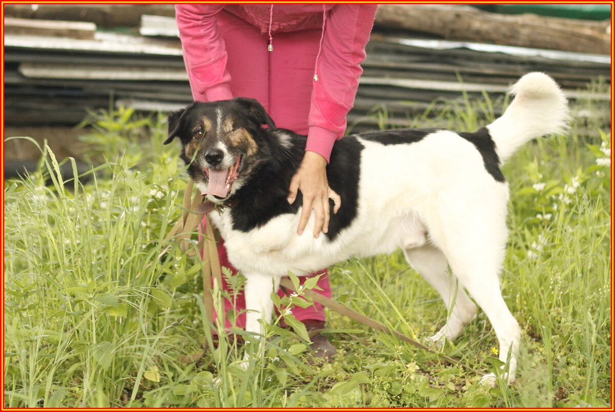 Фото из приюта "Лучший друг" г. Ставрополь