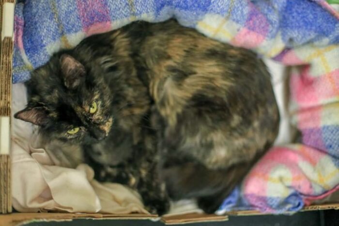 Источник: www.orphankittenrescue.com