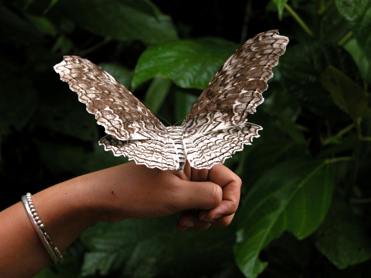 Совка агриппина