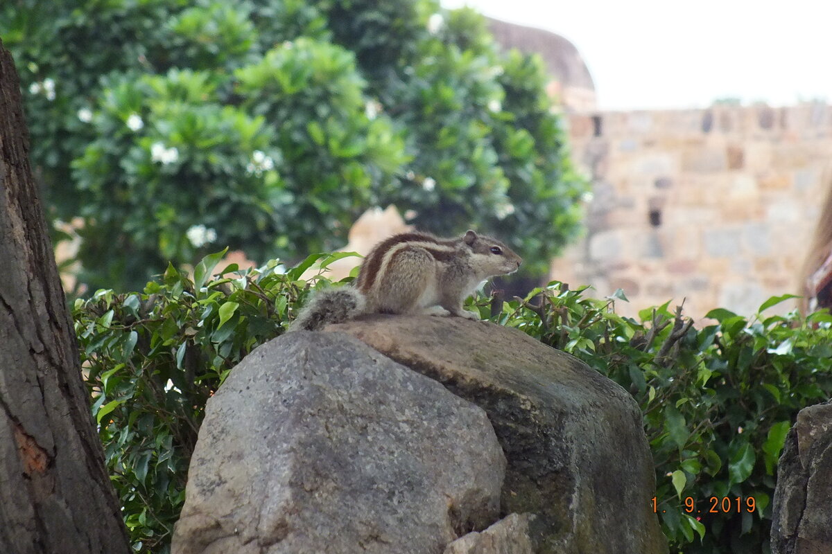 Индия. Пальмовая белка