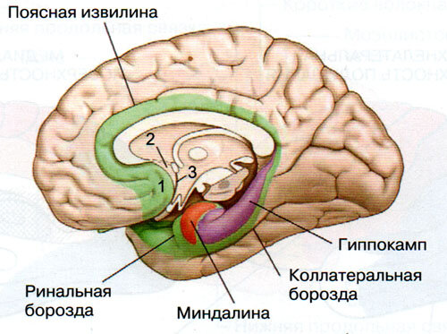 Гипоталамус, не подписанный здесь, находится в районе цифры 3