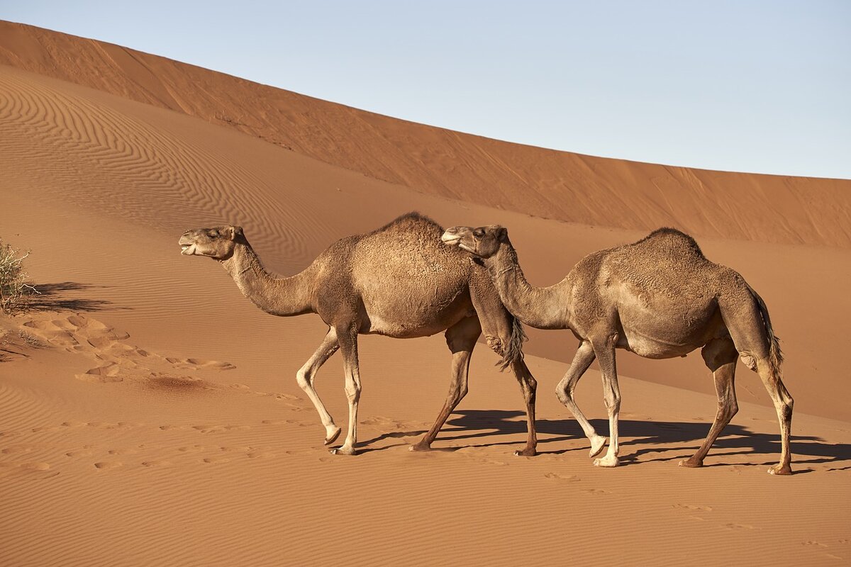 https://cdn.pixabay.com/photo/2019/04/10/21/40/dromedary-4118312_1280.jpg