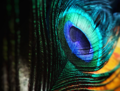https://www.pexels.com/photo/green-and-blue-peacock-feather-674010/