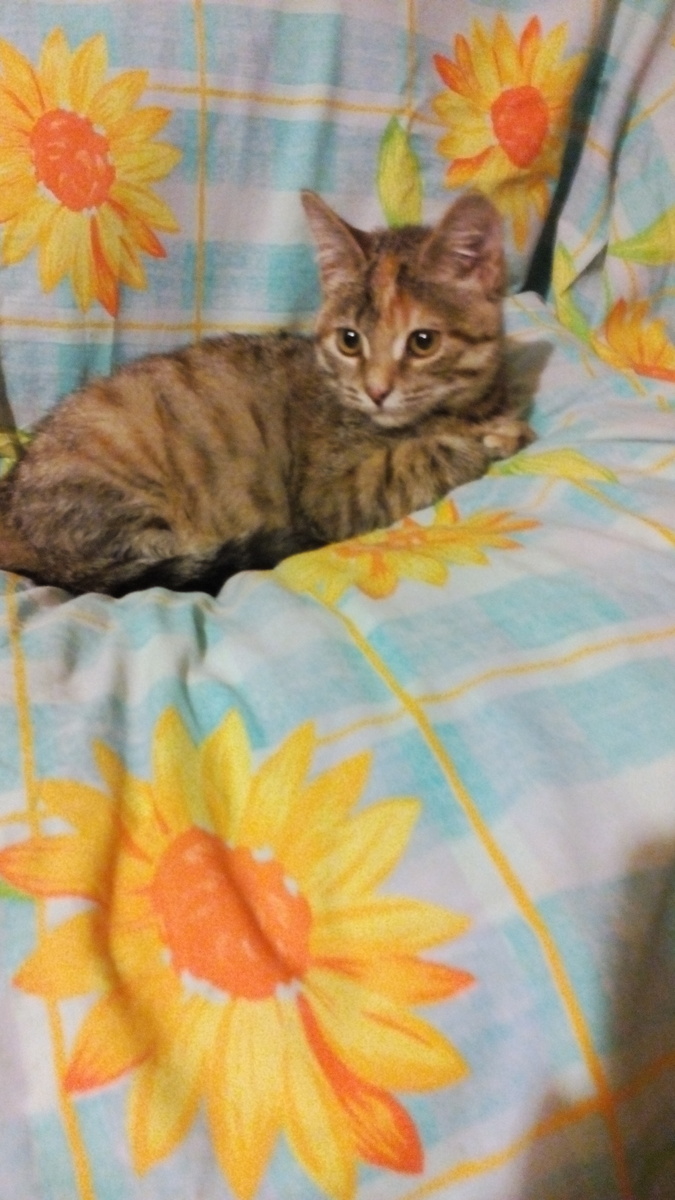 Этой красавице 2-3 месяца...