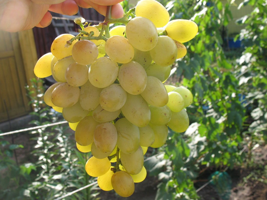 Проверенные временем, лучшие сорта винограда для Средней полосы России(фото)