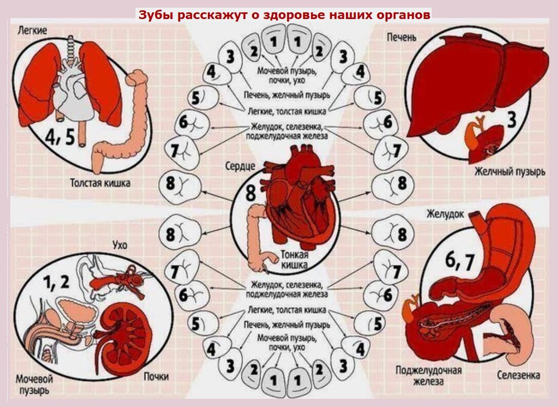 Какой зуб отвечает за какой орган схема