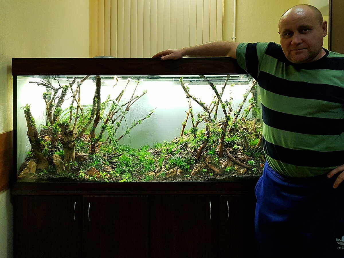 Акваскейп в аквариуме. Открытый аквариум. Такеши амано аквариум. Нестандартные аквариумы. Уровень грунта в аквариуме.