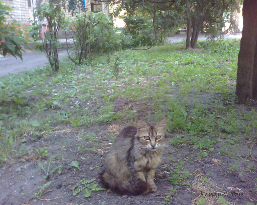 1. Какой такой голубь?