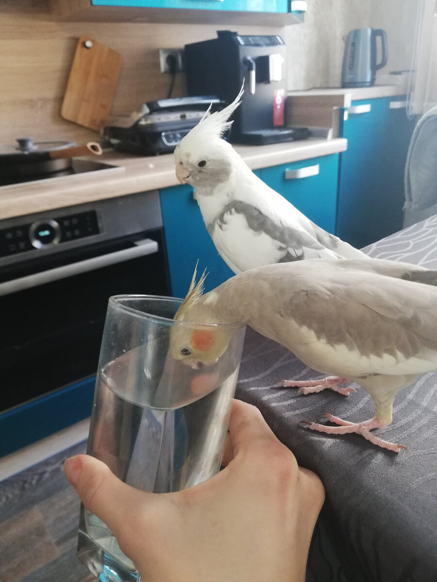 Наша банда любит пить из хозяйских стаканов. Фото автора.