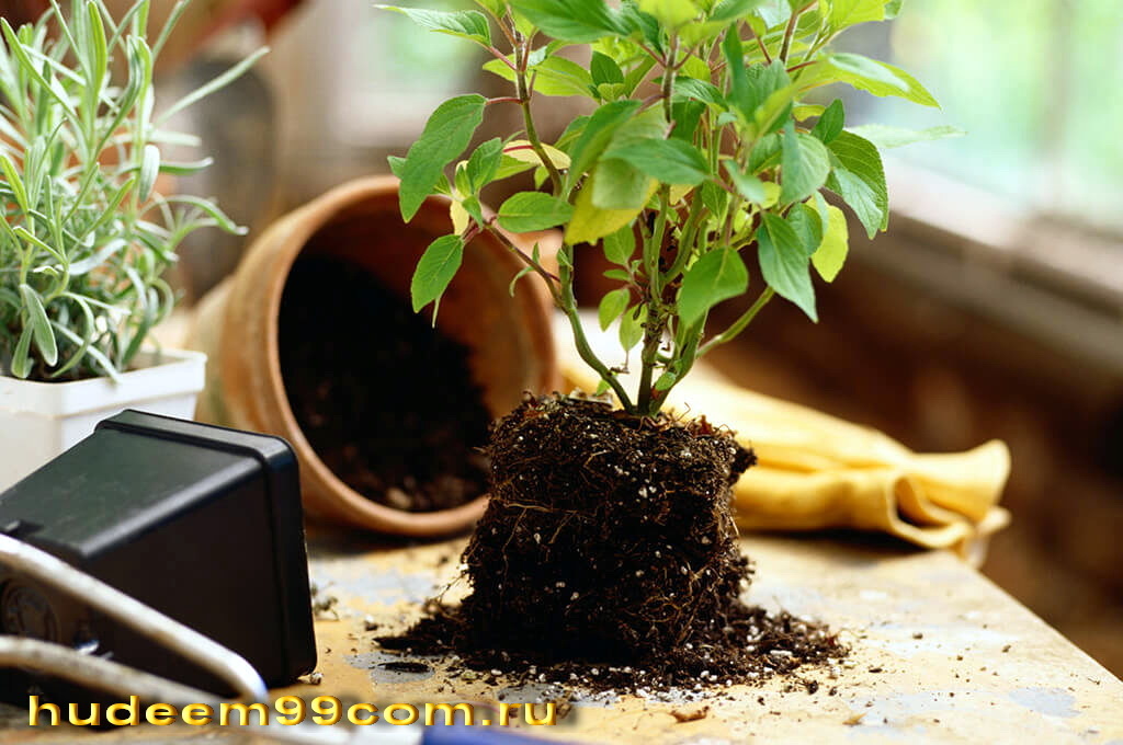 Вот так спасаем комнатный цветок от токсинов.