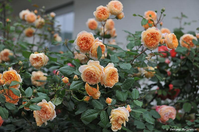 Роза Crown Princess Margareta