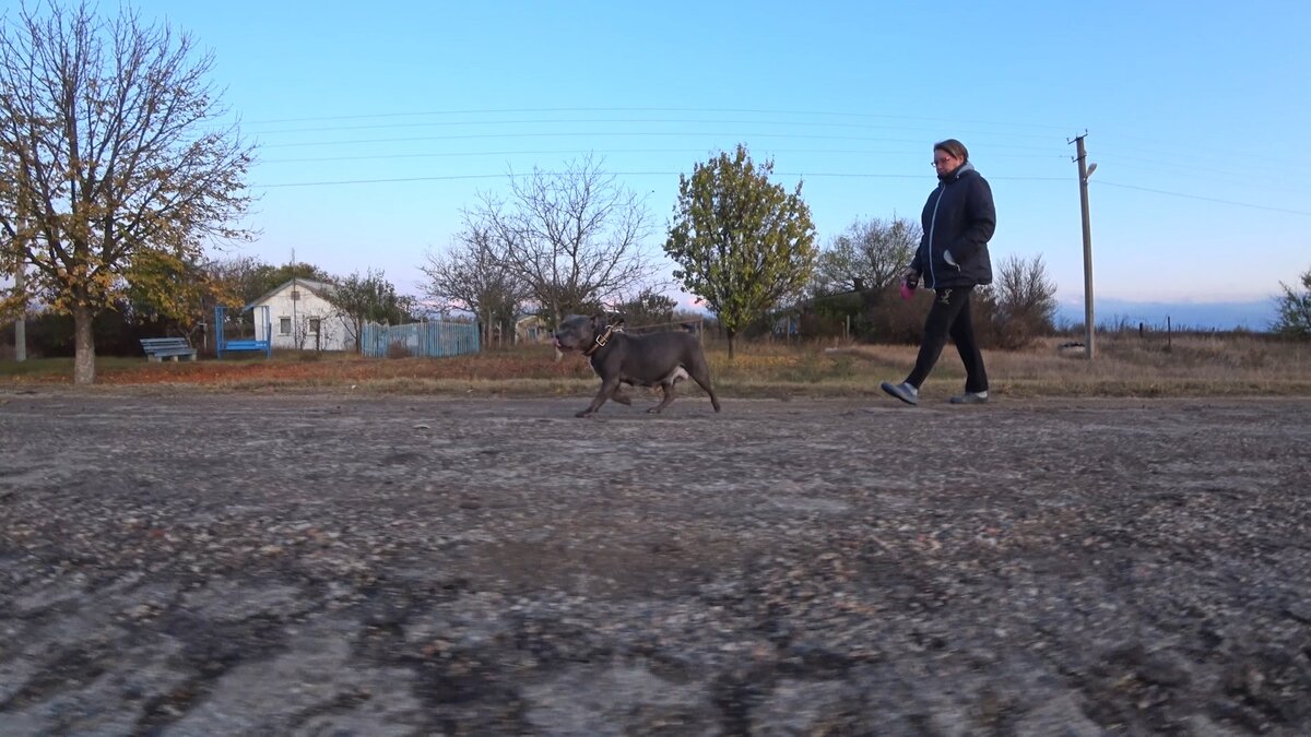 Беременность у собаки породы Американский Булли