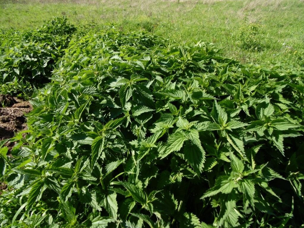 Крапива в качестве корма для животных - лучшее средство