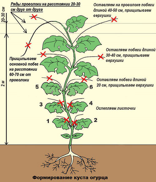 Наталья Тушинская