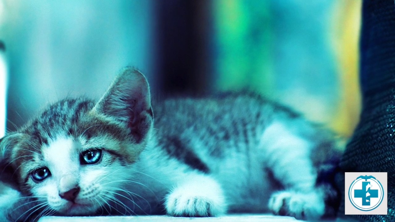Кот кашляет, как будто подавился 🙀 | БиоВет: все о домашних животных из  сети ветеринарных клиник | Дзен