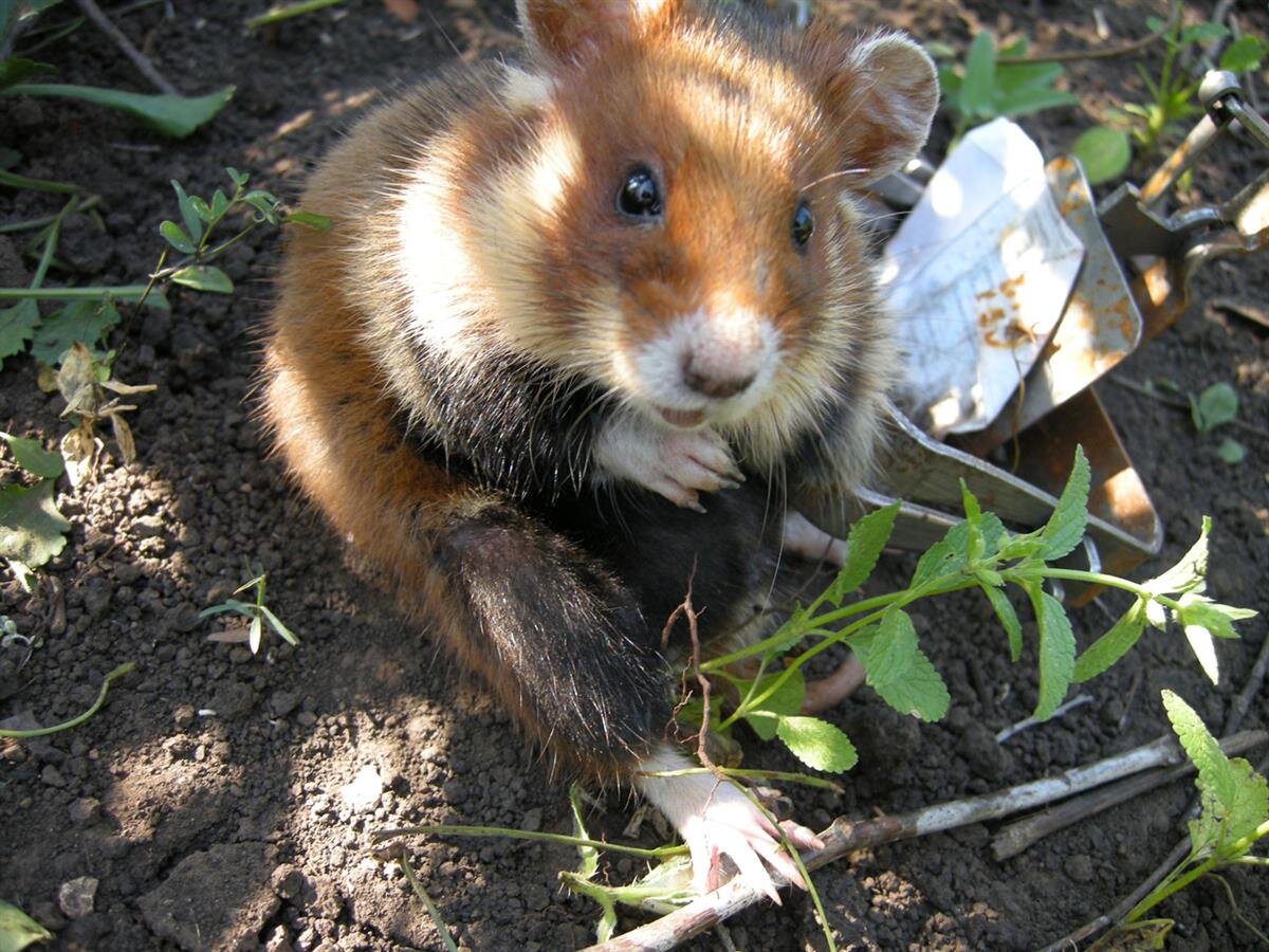 Фото взято из открытых источников